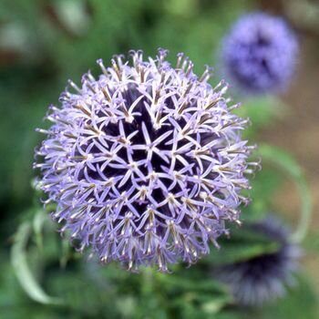 Echinops bannaticus 'Blue Globe'