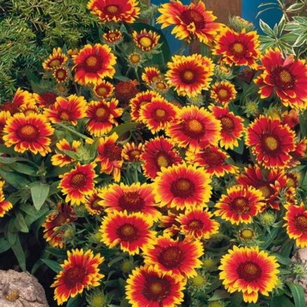 Kokarda 'Arizona Sun' (Gaillardia Arizona Sun)