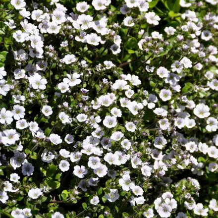 Gypsophila cerastioides