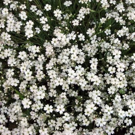 Gypsomilka plazivá 'White' (Gypsophila repens 'White')