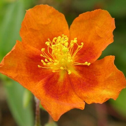 Devätorník 'Bronzeteppich' (Helianthemum 'Bronzeteppich')