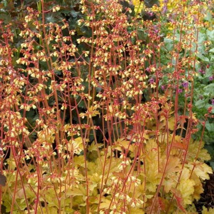 Heuchera 'Ginger Ale' ®