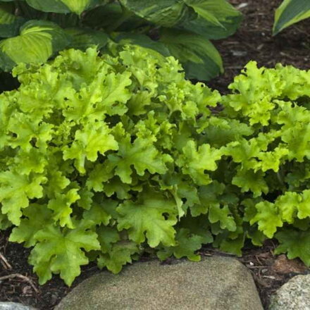 Heuchera 'Lime Marmalade'