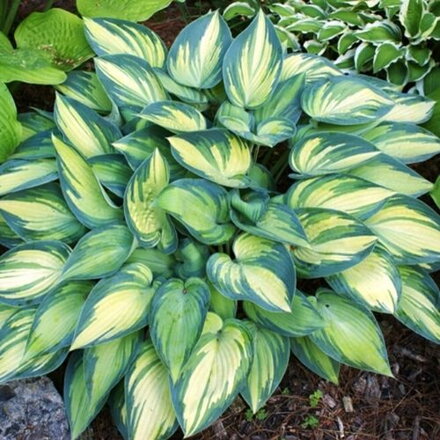 Funkia 'June' (Hosta 'June' ®)