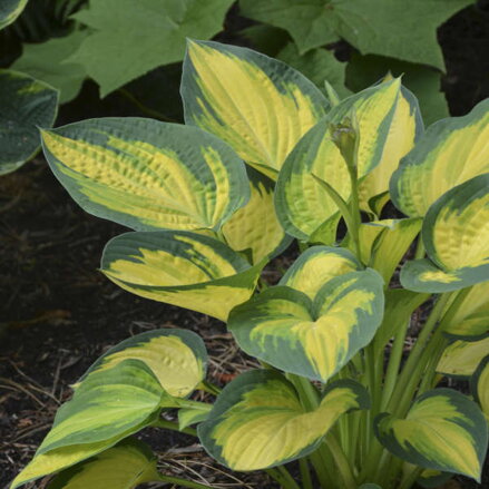 Funkia 'Orange Marmelade' (Hosta 'Orange Marmelade' ®)