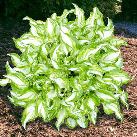 Hosta Kiwi Spearmint