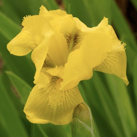 Kosatec nízky (Iris pumila)