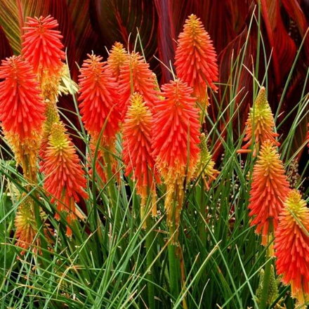 Fakľovka 'Papaya Popsicle' (Kniphofia 'Papaya Popsicle' ®)