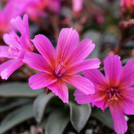 Levízia longipetala LITTLE RASPBERRY (Lewisia longipetala LITTLE RASPBERRY)