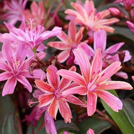 Levízia longipetala 'Little Plum' (Lewisia longipetala 'Little Plum')