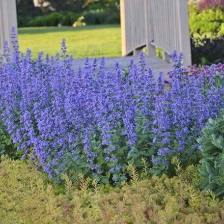 Kocúrnik záhradný (Nepeta faassenii)