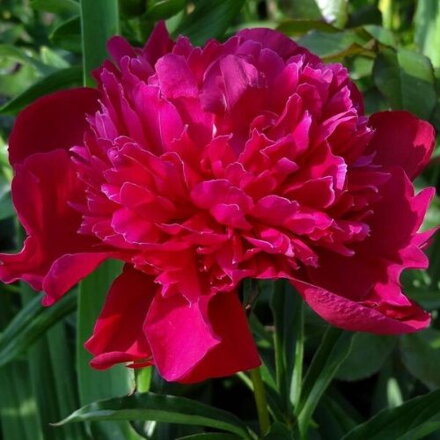 Pivonka 'Inspecteur Lavergne' (Paeonia 'Inspecteur Lavergne')