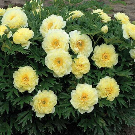 Pivonka 'Itoh Bartzella' (Paeonia 'Itoh Bartzella')