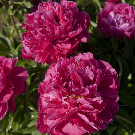 Pivonka 'Karl Rosenfield' (Paeonia 'Karl Rosenfield')