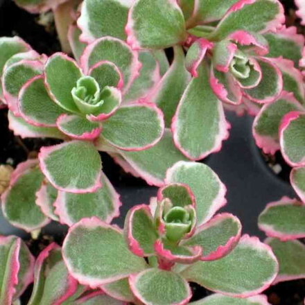 Rozchodník pochybný 'Tricolor' (Sedum spurium 'Tricolor')