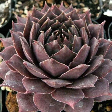 Skalnica 'Feldmaier' (Sempervivum 'Feldmaier')