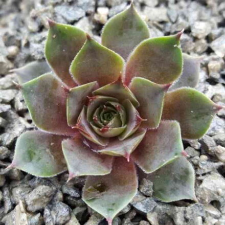 Skalnica 'New Rose' (Sempervivum 'New Rose')