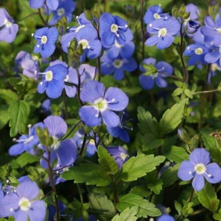 Veronika peduncularis (Veronica peduncularis)