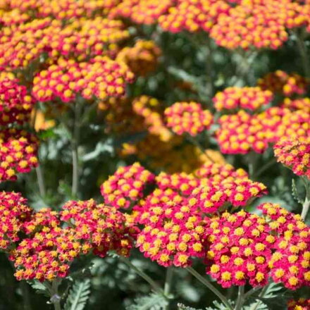 Rebríček 'Safran' (Achillea 'Safran')