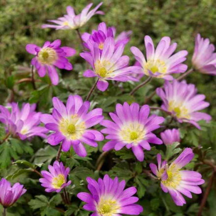 Veternica vznešená 'Pink Star' (Anemone blanda 'Pink Star')