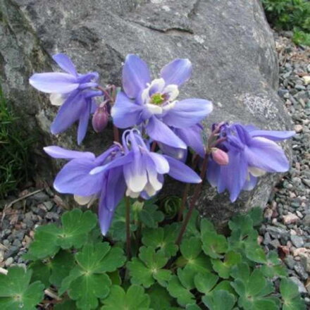 Orlíček 'Ministar' (Aquilegia flabellata 'Ministar')