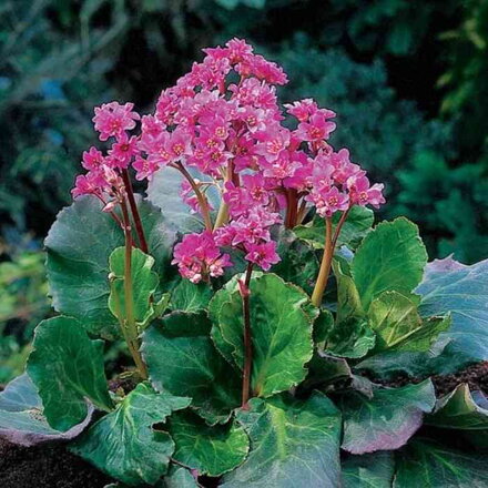 Bergénia 'Abendglut' (Bergenia 'Abendglut')