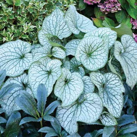 Brunera veľkolistá  'Alexander's Great' ® (Brunnera macr. 'Alexander's Great')