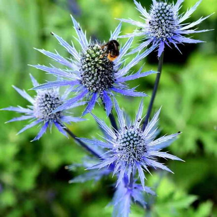 Kotúč 'Blue Hobbit' (Eryngium 'Blue Hobbit')
