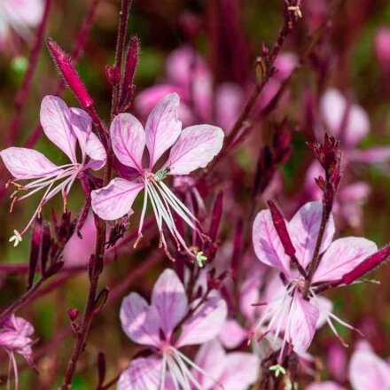 Gaura 'Blaze' ® (Gaura lin. 'Blaze')