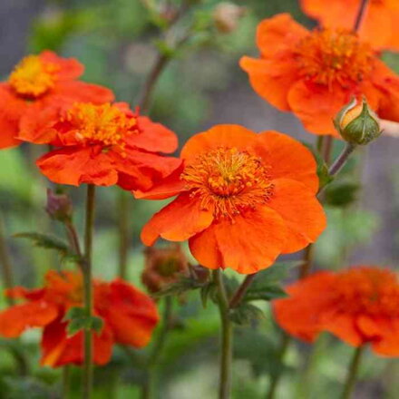 Kuklík šarlátový 'Borisii' (Geum coccineum 'Borisii')