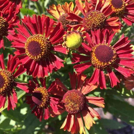 Helénium jesenné 'Mariachi TM Siesta' ® (Helenium aut. 'Mariachi TM Siesta')