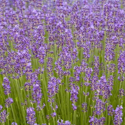 Levanduľa lekárska 'Munstead' (Lavandula ang. 'Munstead')