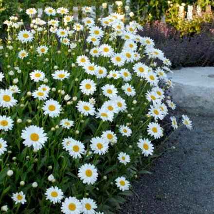 Margaréta 'Becky' (Leucanthemum (S) 'Becky')