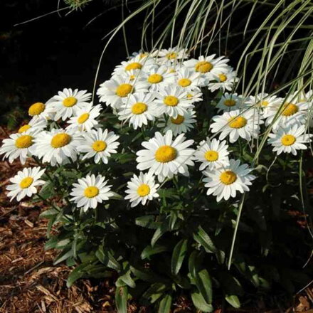 Margaréta 'Snow Lady' (Leucanthemum (S) 'Snow Lady')