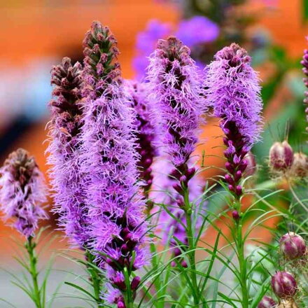 Liatra klasnatá 'Floristan Violett' (Liatris spicata 'Floristan Violett')