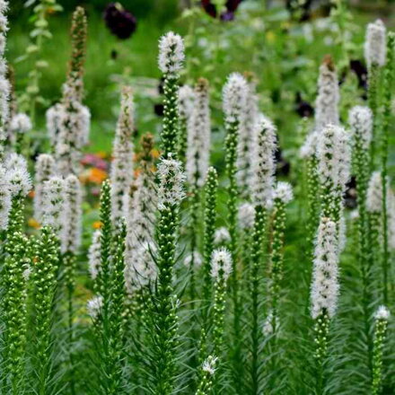 Liatra klasnatá 'Floristan Weiss' (Liatris spicata 'Floristan Weiss')