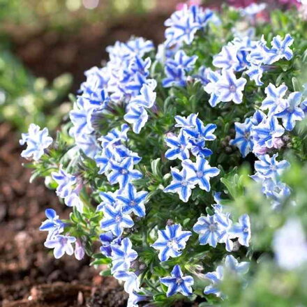 Kamejka modrá  'Star' (Lithodora diffusa 'Star')