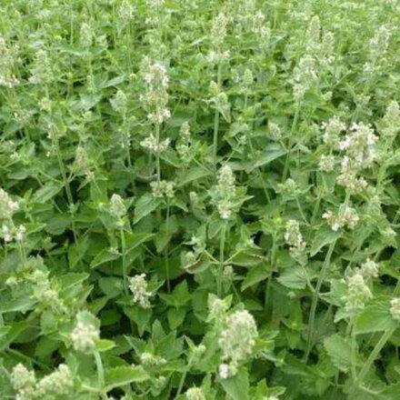 Kocúrnik obyčajný 'Citriodora' (Nepeta cataria ssp. citriodora)