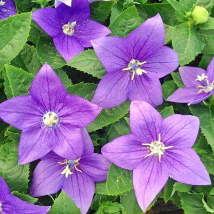 Balónovník veľkokvetý 'Fuji Blue' (Platycodon gra. 'Fuji Blue')