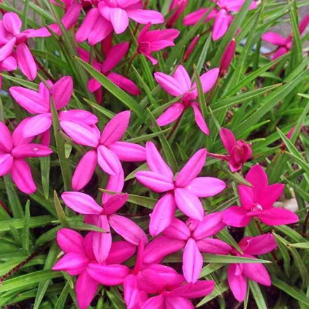 Rhodohypoxis milloides 'Claudia'