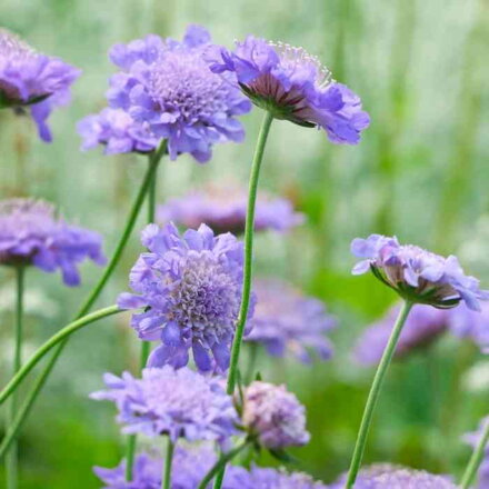 Hlaváč fialový 'Butterfly Blue' (Scabiosa col. 'Butterfly Blue')