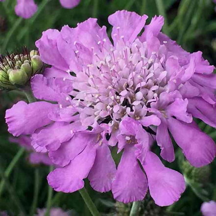 Hlaváč fialový 'Pink Mist' (Scabiosa col. 'Pink Mist')