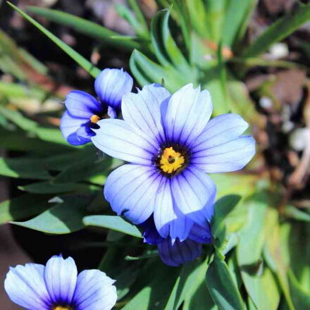 Sisyrinchium angustifolium 'Devon Skies'