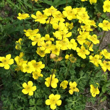 Žltohlav Pumilus (Trollius Pumilus)