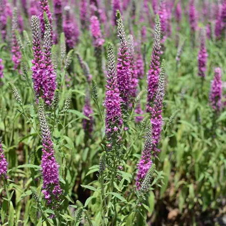 Veronika dlholistá 'Eveline' ® (Veronica longifolia 'Eveline')