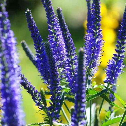 Veronika klasnatá 'Royal Candles' ® (Veronica spicata 'Royal Candles')