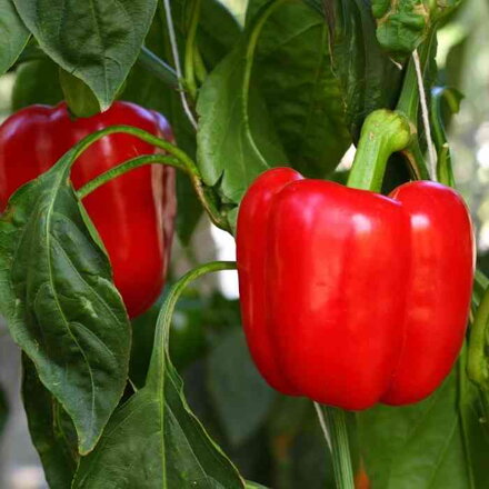 Paprika California Wonder Red