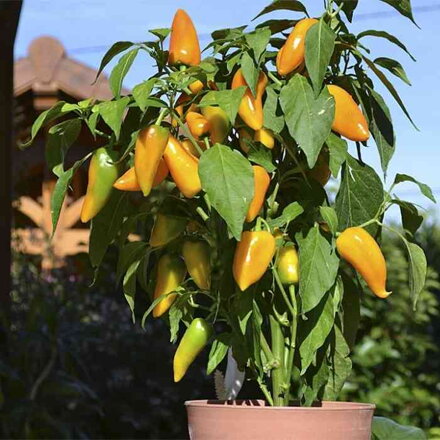 Paprika Terrazzi F1