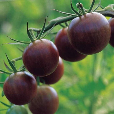 Paradajka Black Cherry