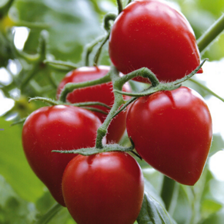 Paradajka Gardenberry - Tomatoberry Garden F1